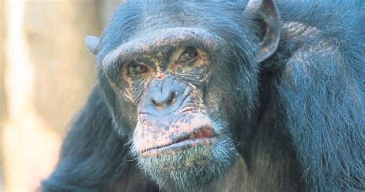 Do chimpanzees believe in God?