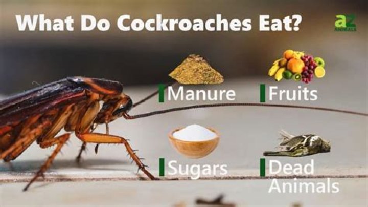 Do cockroaches like uncooked rice?