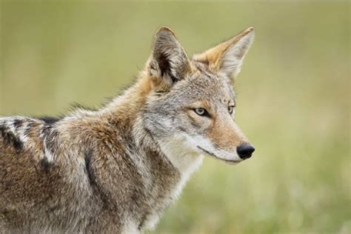 Do coyotes bark?