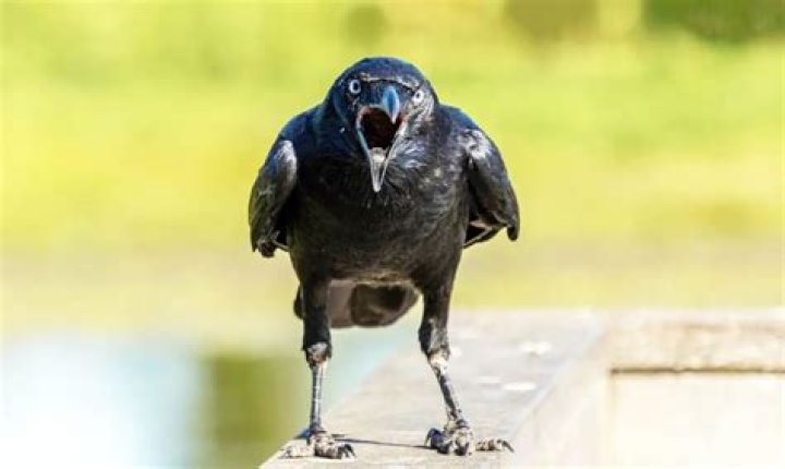 Do crows remember who hurts them?