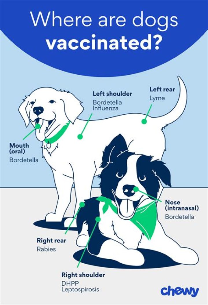 Do dogs need a raincoat?