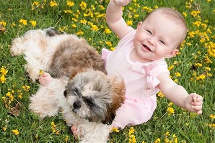 Do dogs protect babies?