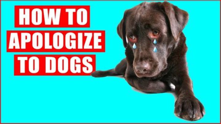 Do dogs remember traumatic events?