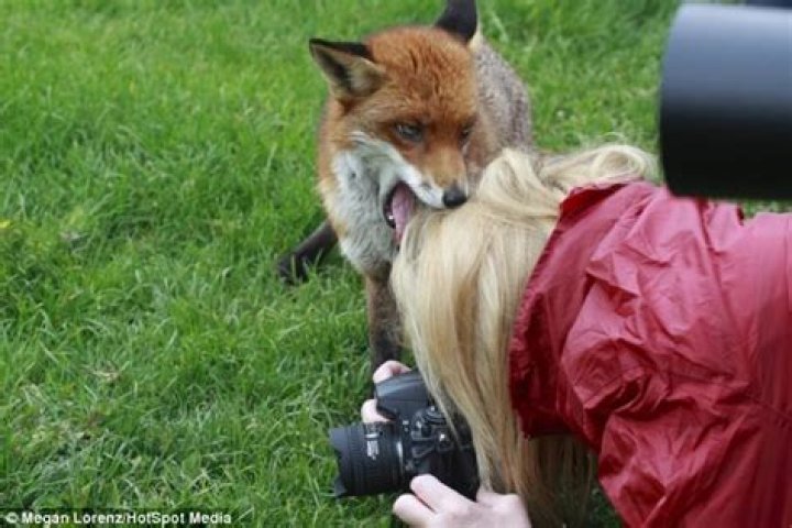 Do foxes bite humans?