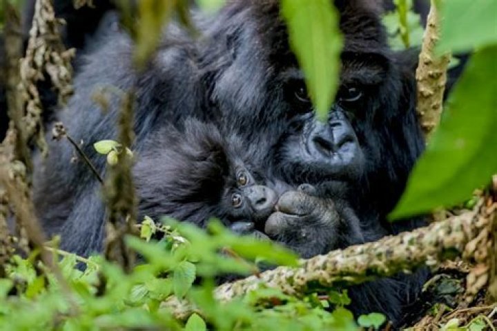 Do gorillas mate face to face?