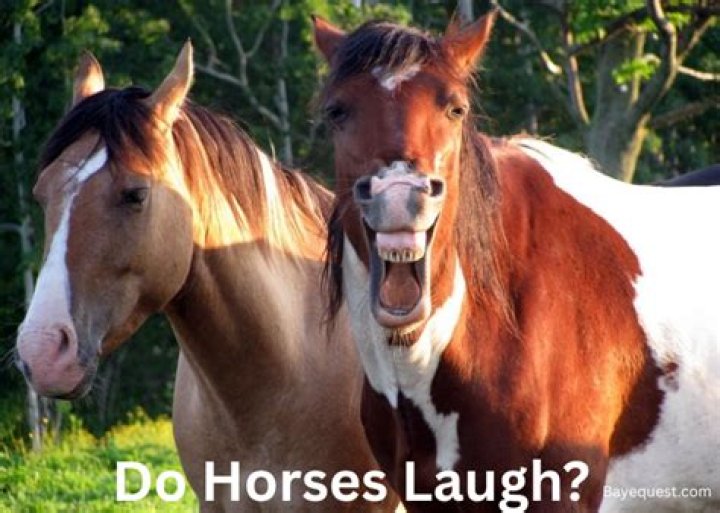 Do horses actually smile?