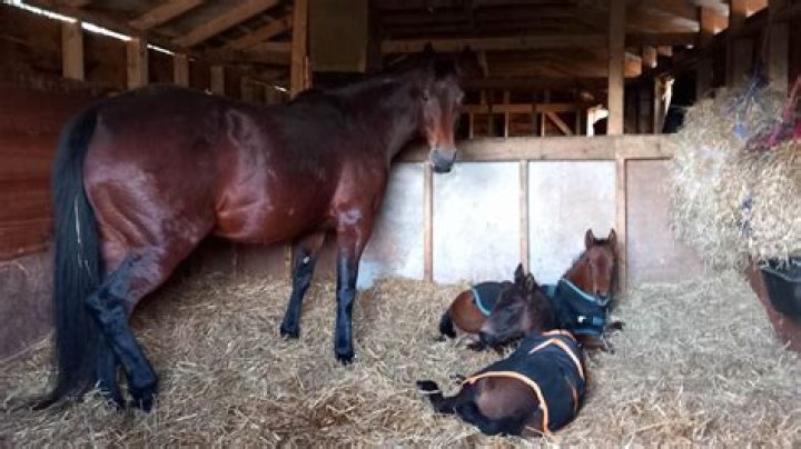 Do horses feel wind chill?
