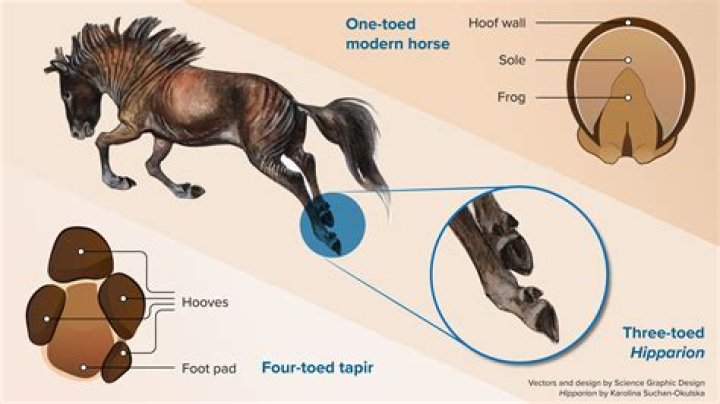 Do horses like being whipped?