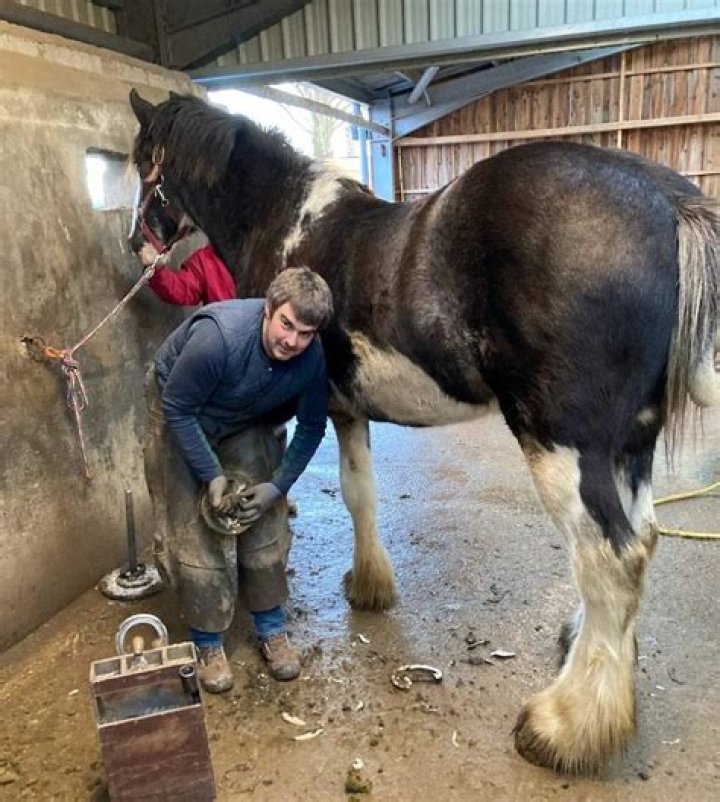 Do horses need a bath?