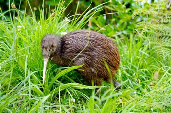 Do Kiwis say choice?