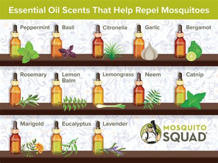 Do mosquitoes hate lavender oil?
