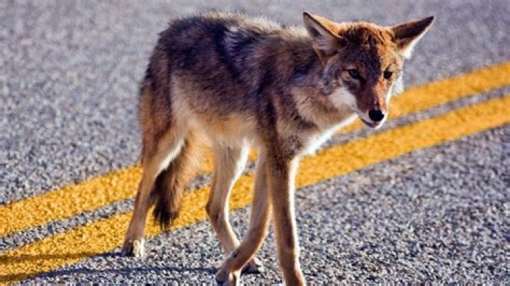 Do motion lights scare coyotes?