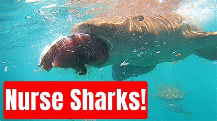 Do Nurse sharks eat stingrays?