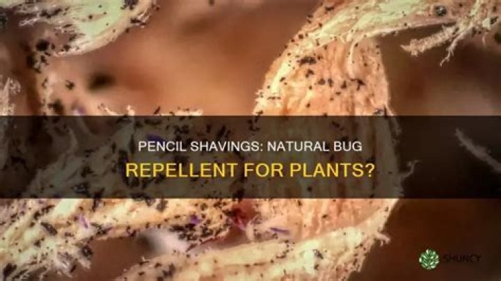 Do pencil shavings repel bugs?