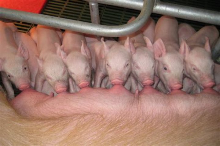 Do pigs mate for life?