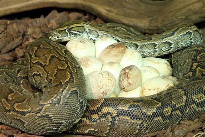 Do pythons lay eggs?