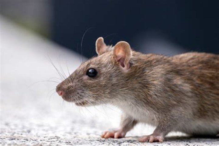 Do rats learn from trap?