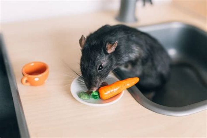 Do rats like bacon?