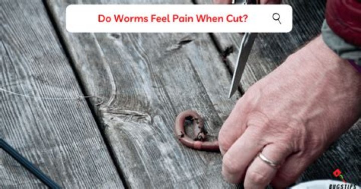 Do silk worms feel pain?