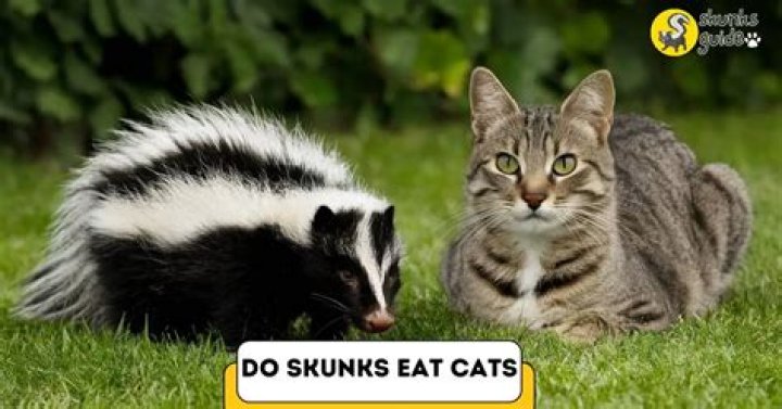 Do skunks eat cats?