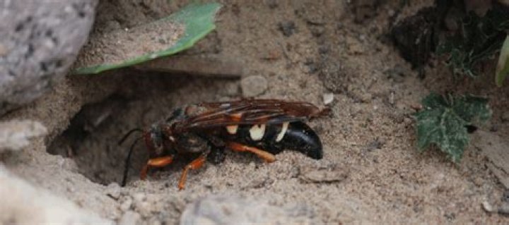 Do some wasps live in the ground?