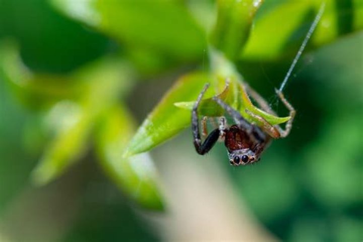 Do spiders communicate with each other?