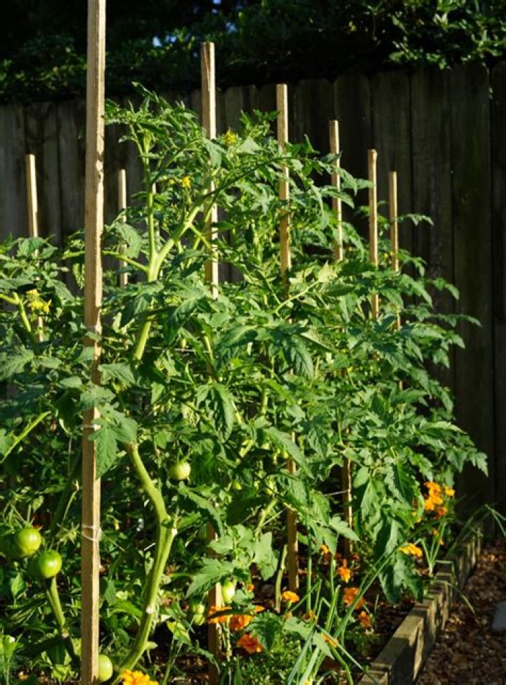 Do Tomatoes contain arsenic?