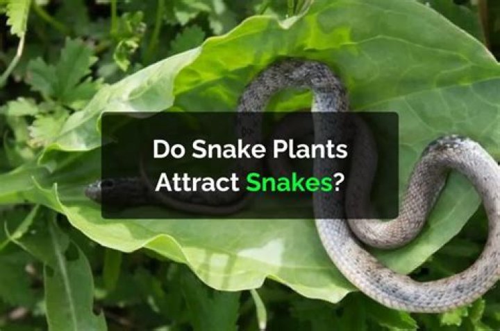 Do trees attract snakes?