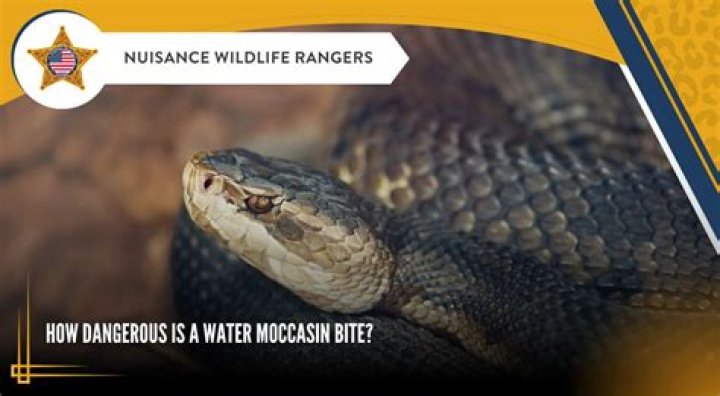 Do water moccasins bite underwater?