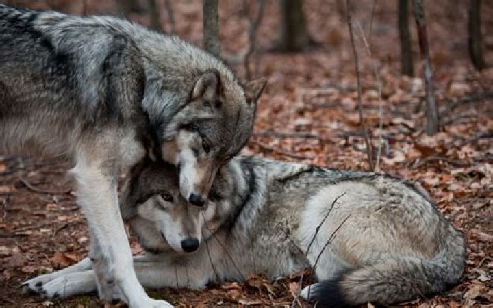 Do wolves mate for life?