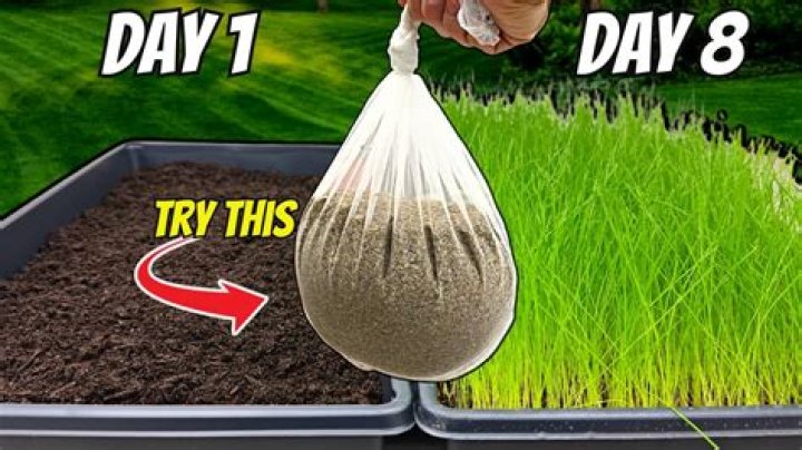 Do you need to put anything over grass seed?
