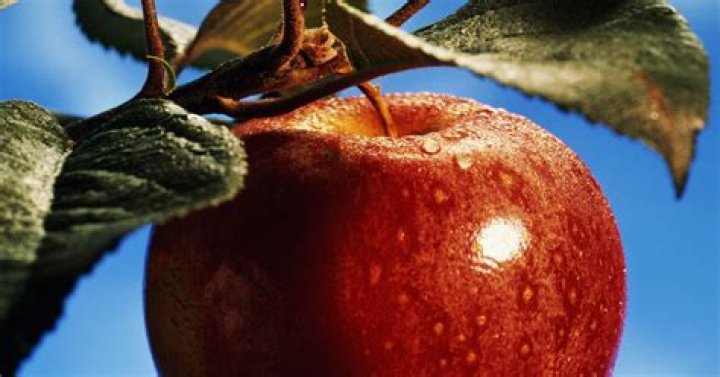 Does a falling apple attract the earth?