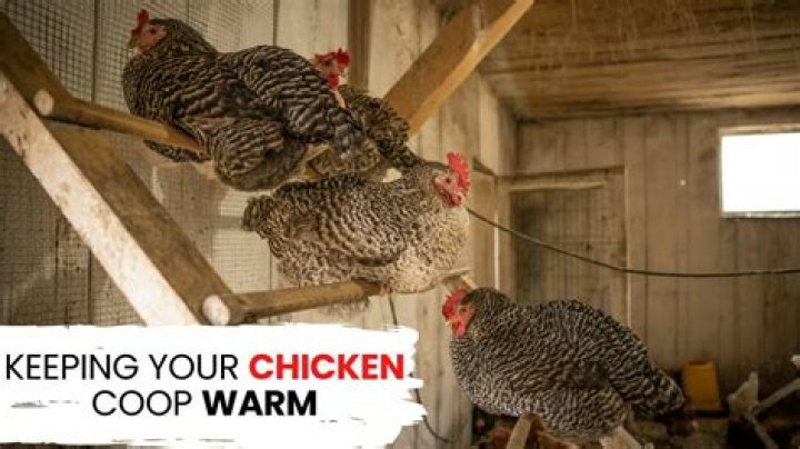 Does chicken poop keep the coop warm?