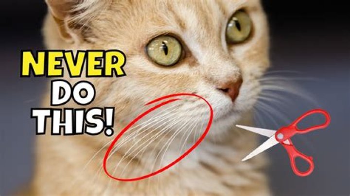 Does cutting cat whiskers hurt them?