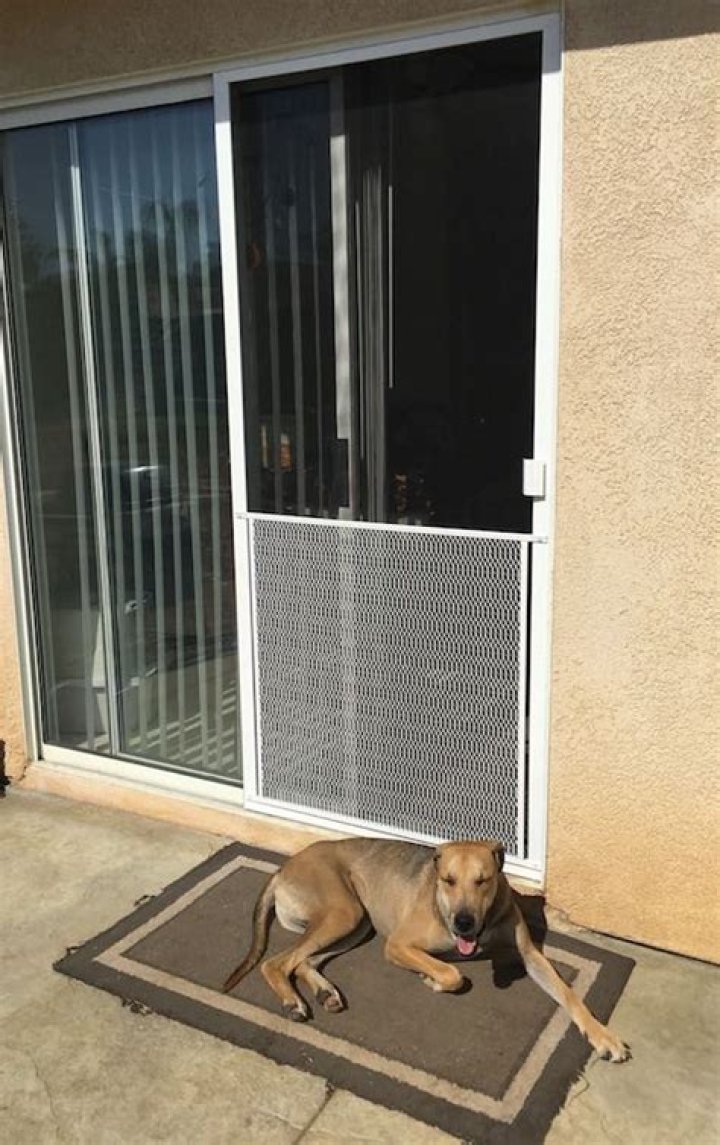 Does pet Protector really work?