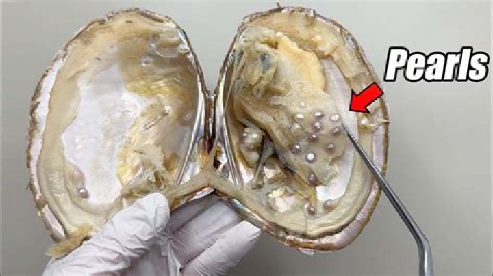 Does removing pearls hurt clams?