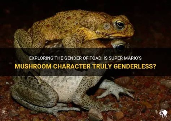 Does Toad have a gender?