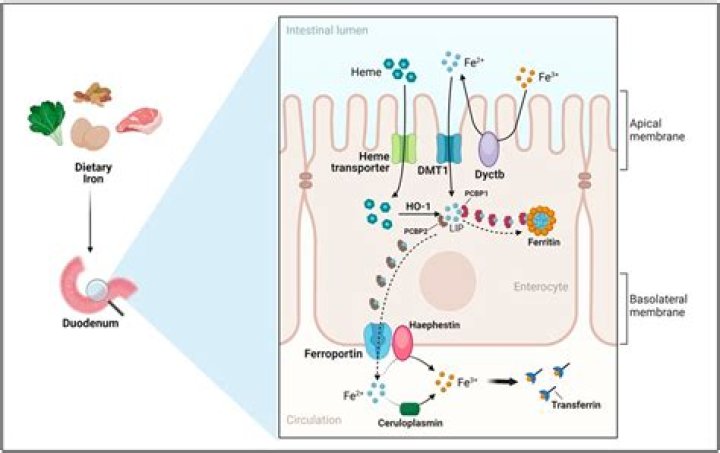 Does yogurt block iron absorption?