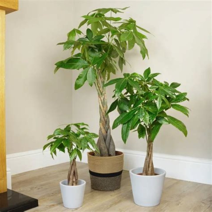 How big can a money tree get?