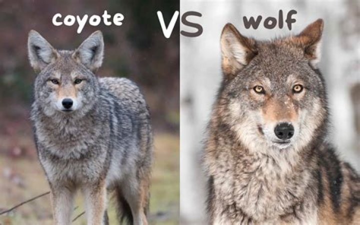 How big is a coyote territory?