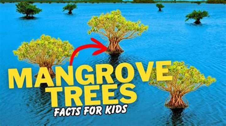 How big is a mangrove tree?