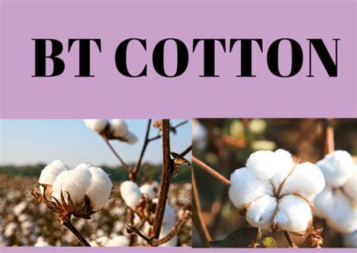 How did cotton affect India?