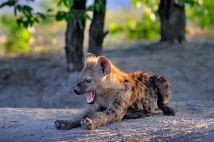 How do hyenas greet each other?