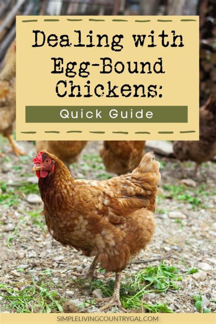 How do I give my chickens egg bound calcium?