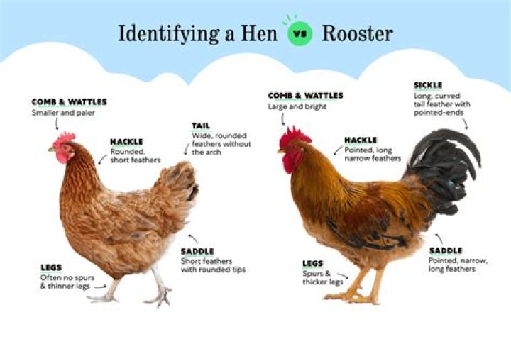How do I know if my bird has parasites?
