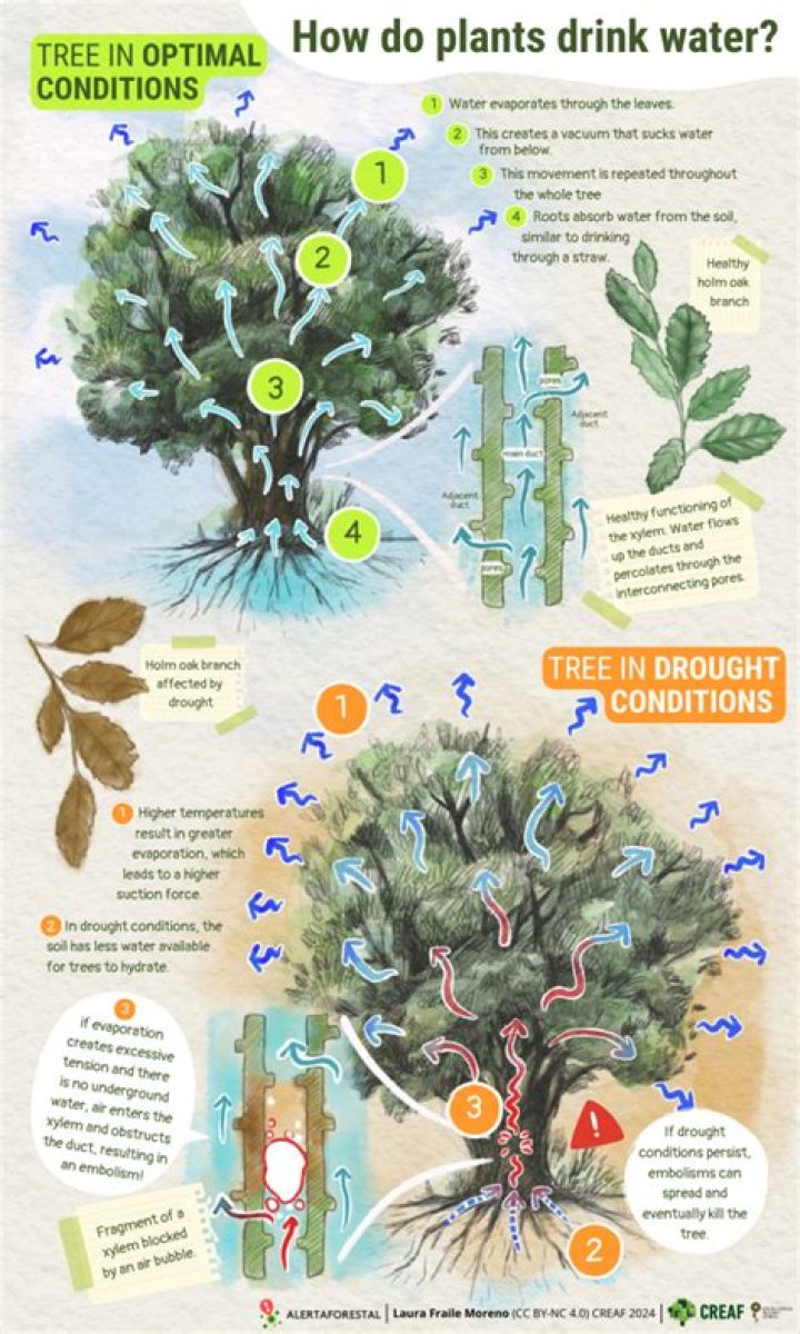 How do plants drink for kids?