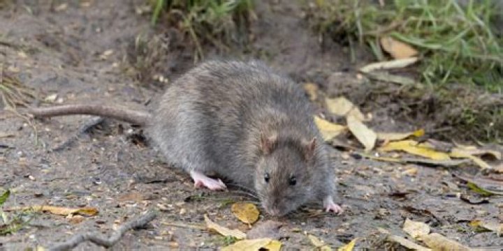 How do rats climb on counters?