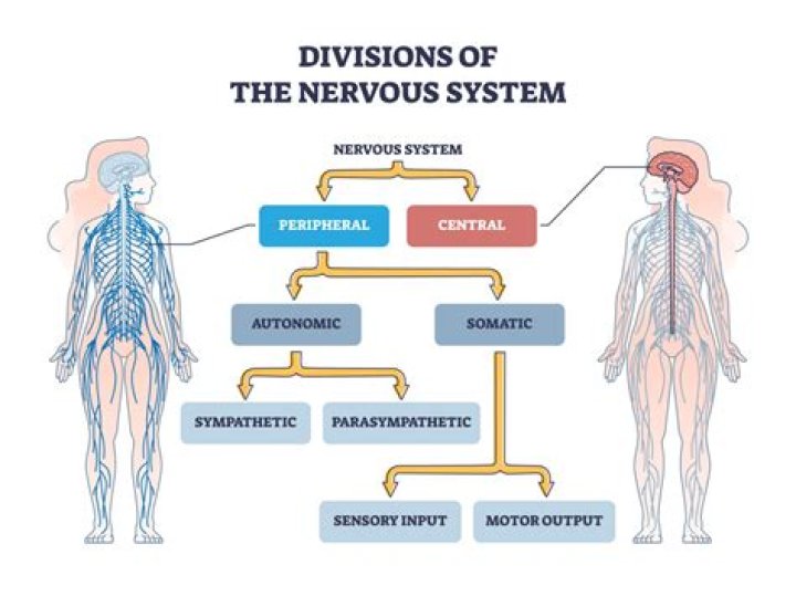 How do we organize the nervous system?