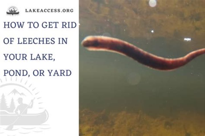 How do you avoid leeches when swimming?