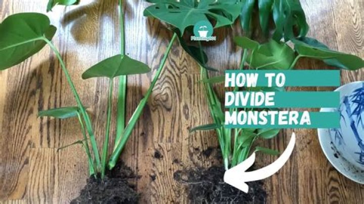 How do you encourage Monstera leaves to split?